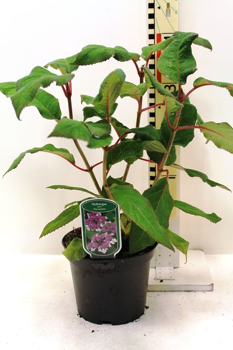 Hydrangea aspera 'Macrophylla'