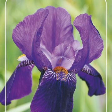 Iris 'Joanna'