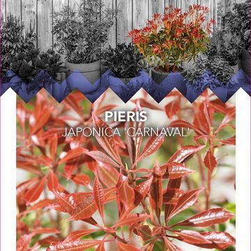 Pieris japonica 'Carnaval'