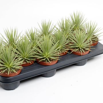 Agave stricta 'Nana'