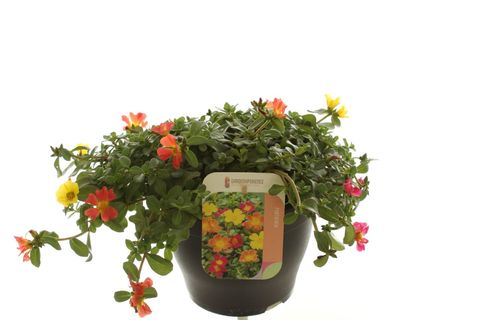 Portulaca MIX IN POT