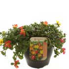 Portulaca GEMENGD IN POT