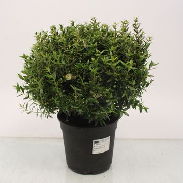 Myrtus communis