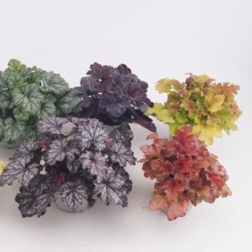 Heuchera MIX