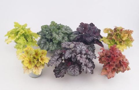 Heuchera MIX