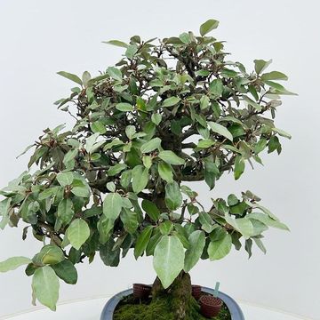 Elaeagnus pungens