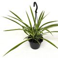 Chlorophytum comosum 'Irish'