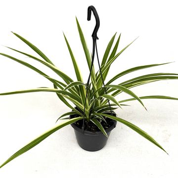 Chlorophytum comosum 'Irish'