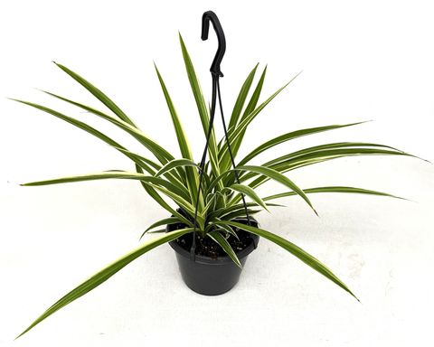 Chlorophytum comosum 'Irish'