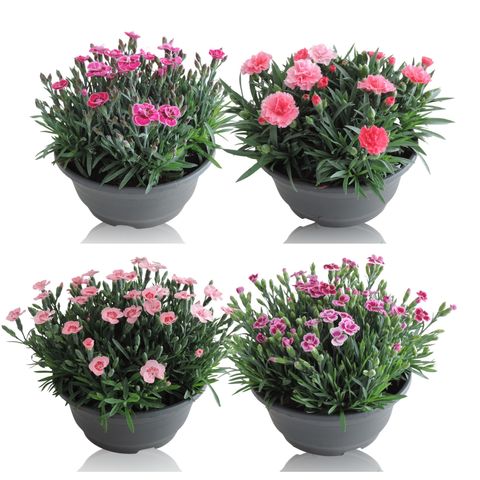 Dianthus chinensis MIX