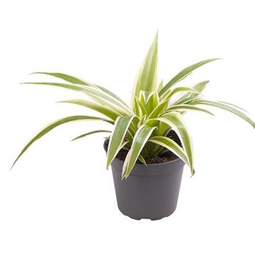 Chlorophytum comosum