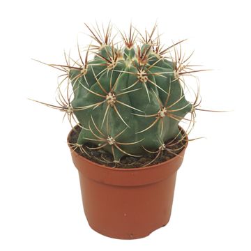 Ferocactus histrix