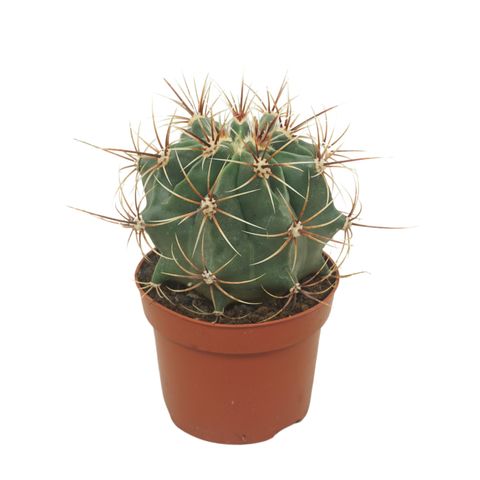Ferocactus histrix