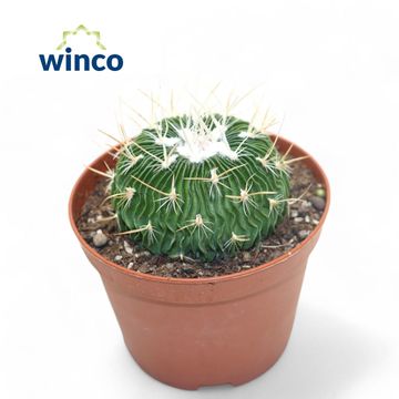 Echinofossulocactus multicostatus