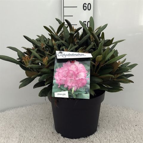 Rhododendron 'Polaris'