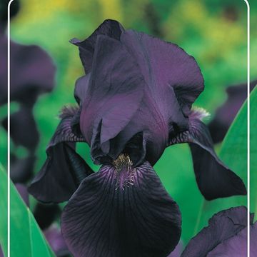 Iris 'Black Knight'