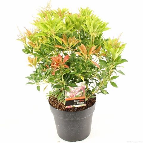 Pieris japonica 'Valley Valentine'