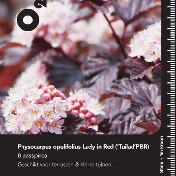 Physocarpus opulifolius LADY IN RED