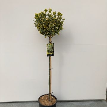 Euonymus japonicus MARIEKE