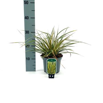 Carex morrowii EVERCOLOR EVERGLOW