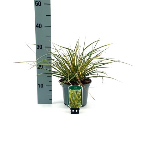 Carex morrowii EVERCOLOR EVERGLOW