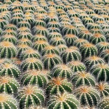 Notocactus magnificus