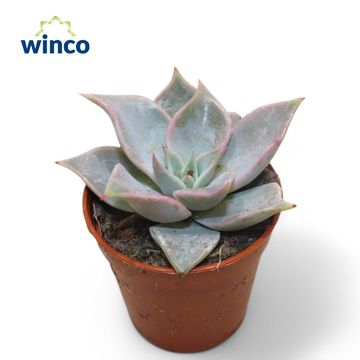 Echeveria 'Madiba'