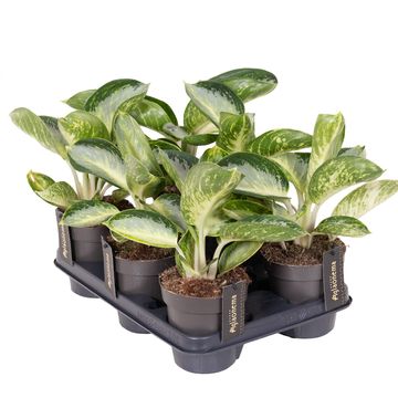 Aglaonema 'Turtle Green'