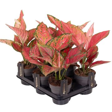 Aglaonema 'Ruby Love'