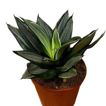 Sansevieria trifasciata 'Diamond Hahnii'