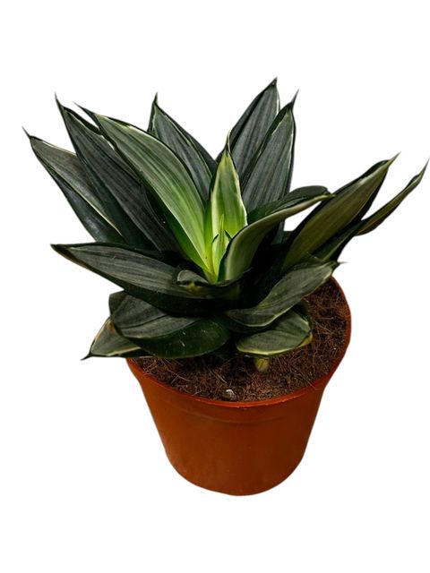 Sansevieria trifasciata 'Diamond Hahnii'