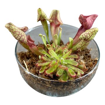 Aranżacja Carnivorous plants