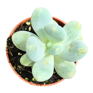 Pachyphytum 'Blue Haze'