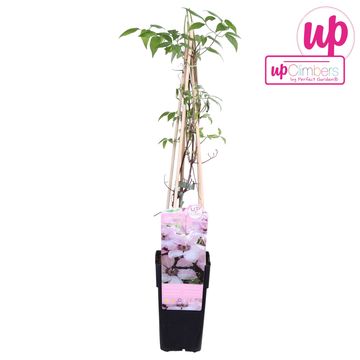 Clematis 'Jan Pawel II' (LL)