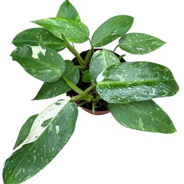 Filodendron 'Jose Buono'