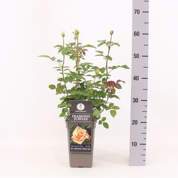 Роза 'Даймонд Джубили'