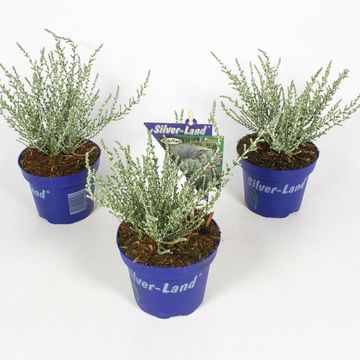 Olearia lepidophylla