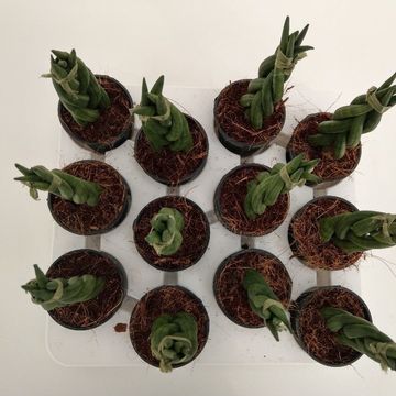 Sansevieria cylindrica 'Braid'