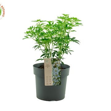 Choisya GREENFINGERS