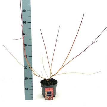 Cornus sanguinea 'Midwinter Fire'