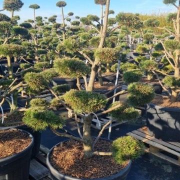 Pinus mugo 'Gnom'