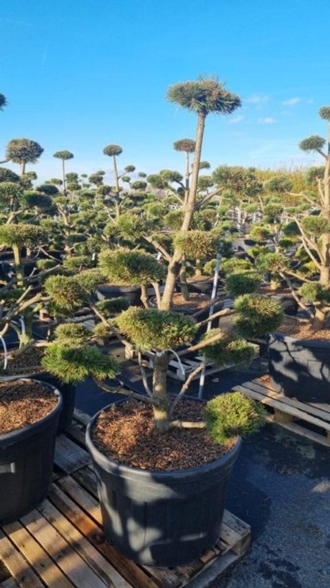 Pinus mugo 'Gnom'