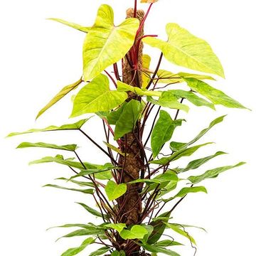 Philodendron 'Painted Lady'