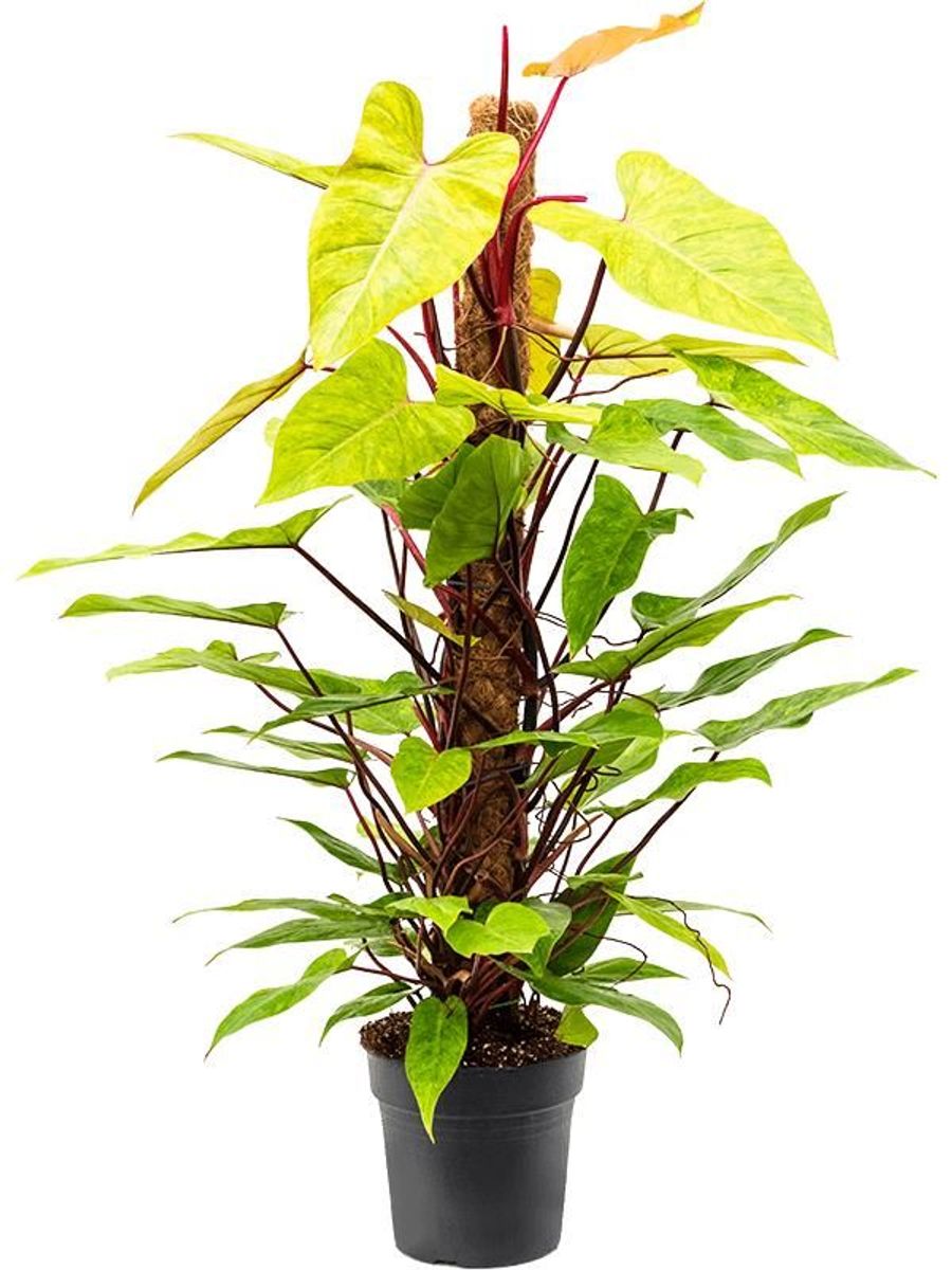 burgundy princess philodendron Philodendron Burgundy princess starter plant **(ALL plants require you to  purchase ANY 2 plants!)**