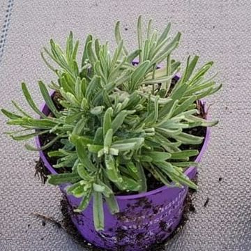 Lavandula angustifolia 'Hidcote'