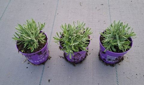 Lavandula angustifolia 'Hidcote'