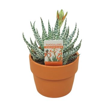 Aloe humilis
