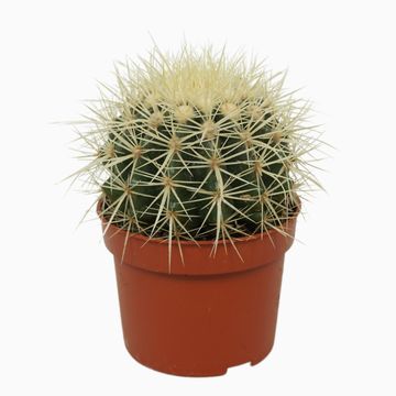 Echinocactus grusonii