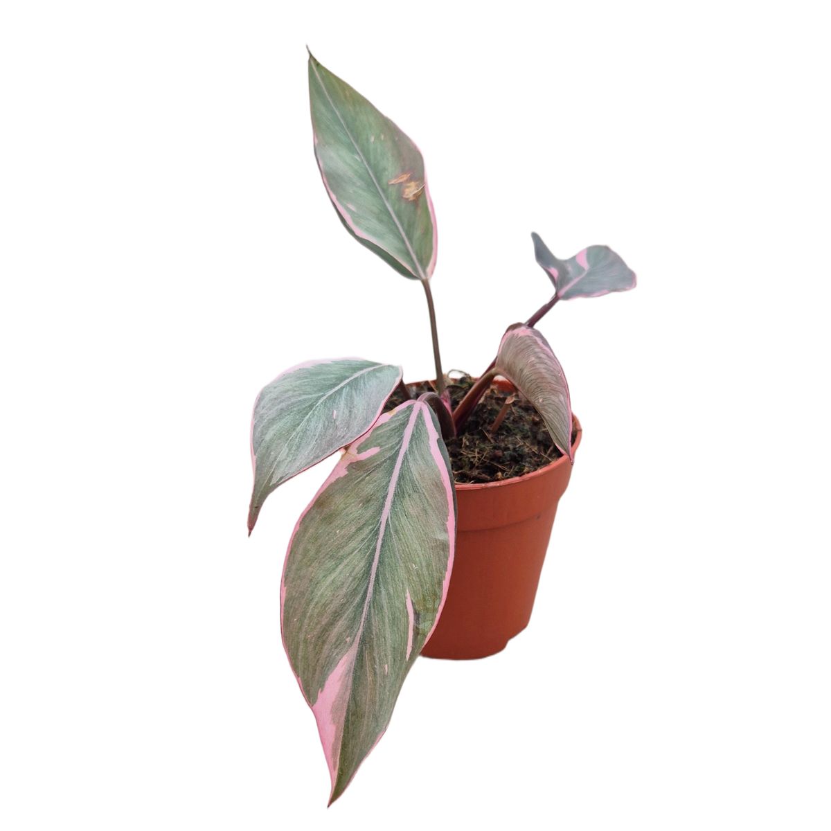 philodendron billietiae variegata steckling Philodendron billietiae variegated *Grower's Choice* main image 1