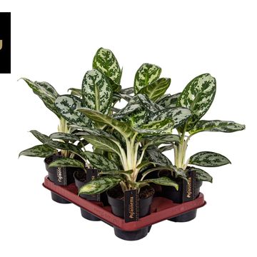 Aglaonema 'Amazon Silver'